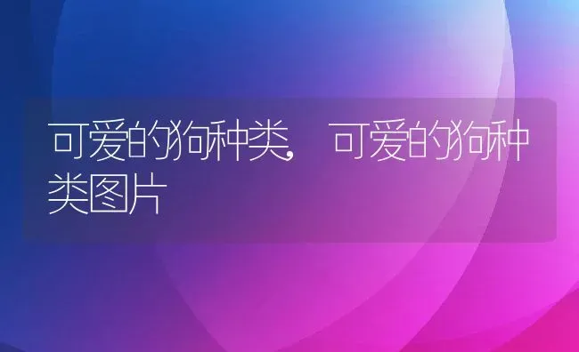 可爱的狗种类,可爱的狗种类图片 | 宠物百科知识