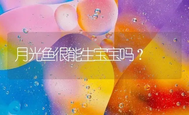 月光鱼很能生宝宝吗？ | 鱼类宠物饲养