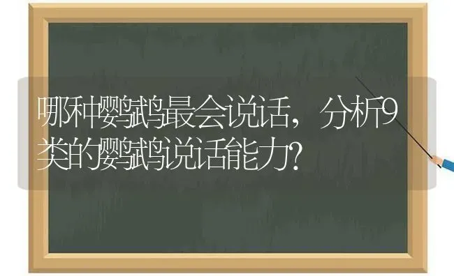 蓝猫放养会不会跑掉？ | 动物养殖问答