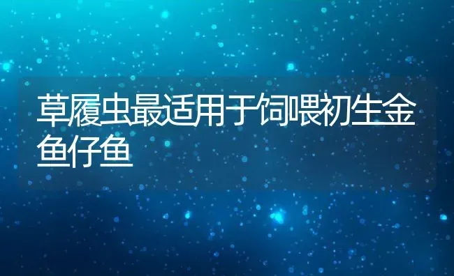 草履虫最适用于饲喂初生金鱼仔鱼 | 动物养殖教程