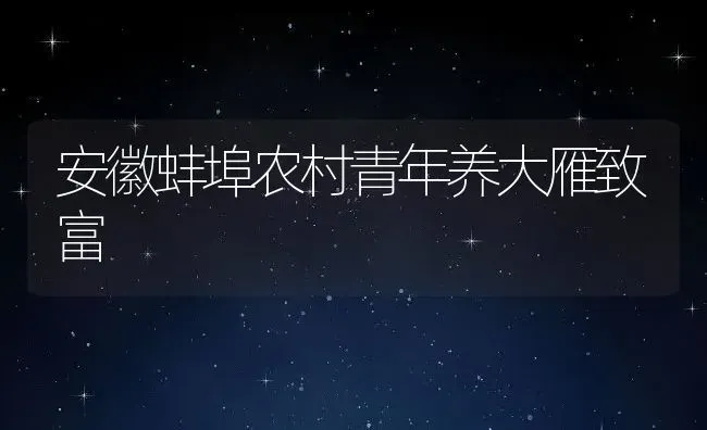 安徽蚌埠农村青年养大雁致富 | 动物养殖教程