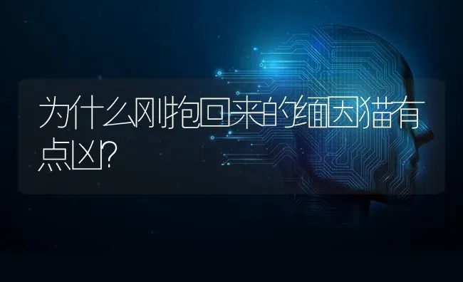 为什么刚抱回来的缅因猫有点凶？ | 动物养殖问答