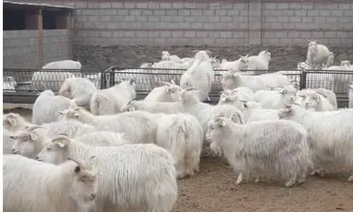 养肉羊赚钱吗？肉羊养殖前景及市场价格行情分析