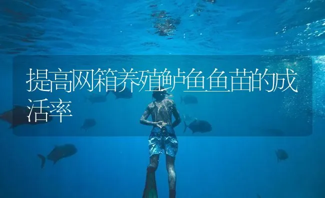 提高网箱养殖鲈鱼鱼苗的成活率 | 海水养殖技术