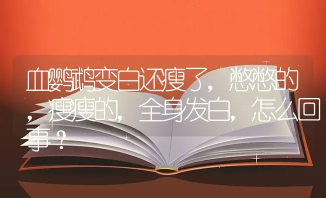 血鹦鹉变白还瘦了，憋憋的，瘦瘦的，全身发白，怎么回事？ | 鱼类宠物饲养