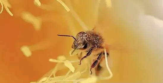 土蜂蜜采得百花成蜜后奉献给了我们？