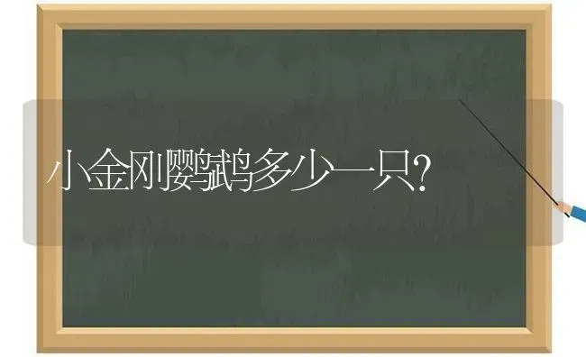 小金刚鹦鹉多少一只？ | 动物养殖问答