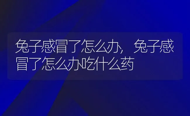 兔子感冒了怎么办,兔子感冒了怎么办吃什么药 | 宠物百科知识