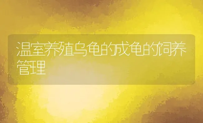 温室养殖乌龟的成龟的饲养管理 | 动物养殖饲料