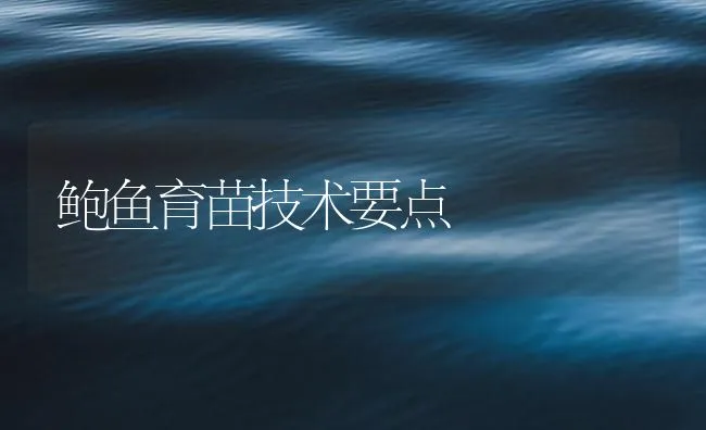 鲍鱼育苗技术要点 | 海水养殖技术