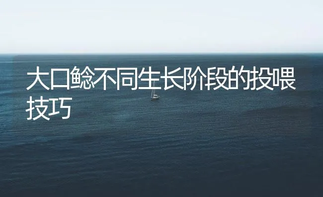 大口鲶不同生长阶段的投喂技巧 | 海水养殖技术