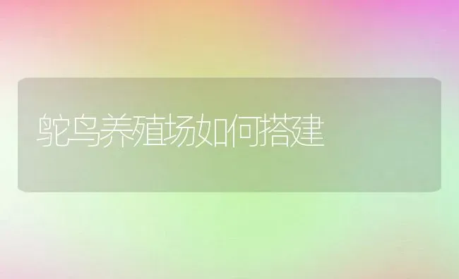 鸵鸟养殖场如何搭建 | 动物养殖百科