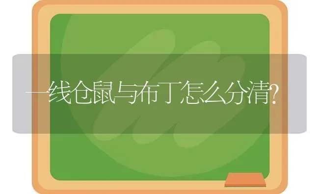 一线仓鼠与布丁怎么分清？ | 动物养殖问答