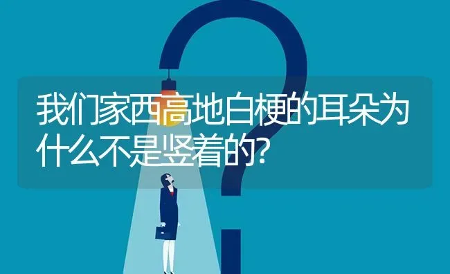 我们家西高地白梗的耳朵为什么不是竖着的？ | 动物养殖问答