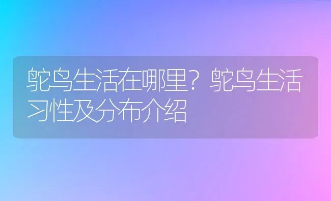 鸵鸟生活在哪里？鸵鸟生活习性及分布介绍 | 动物养殖百科