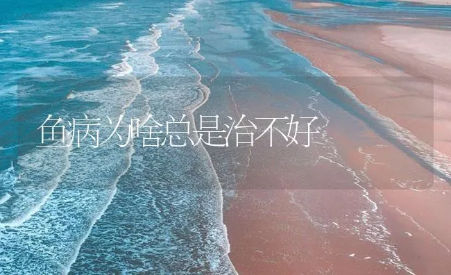 鱼病为啥总是治不好 | 海水养殖技术