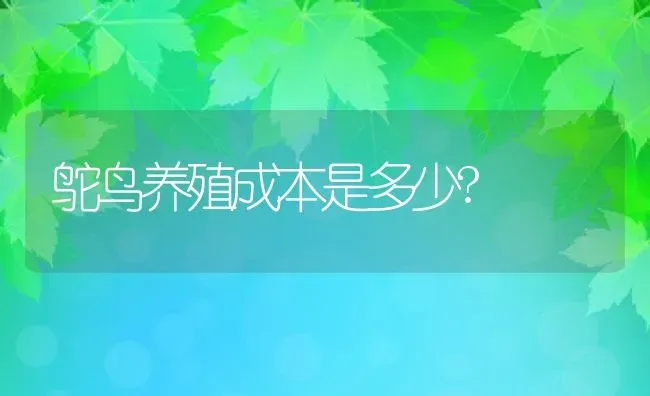 鸵鸟养殖成本是多少? | 动物养殖百科