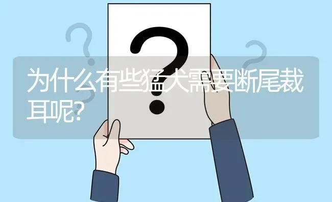 为什么有些猛犬需要断尾裁耳呢？ | 动物养殖问答