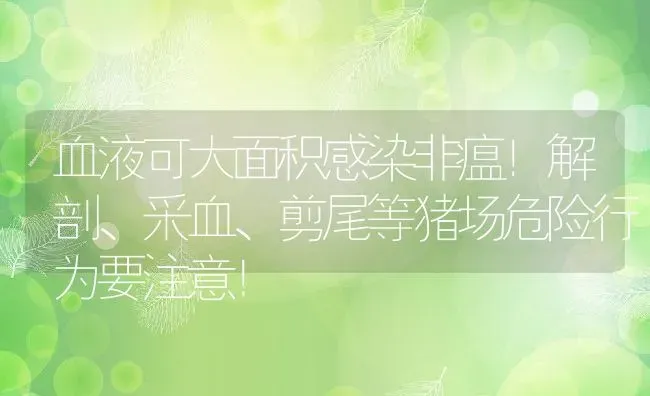 血液可大面积感染非瘟！解剖、采血、剪尾等猪场危险行为要注意！ | 动物养殖百科