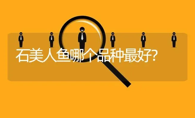 虎皮黄鹦鹉和白鹦鹉哪个贵？ | 动物养殖问答