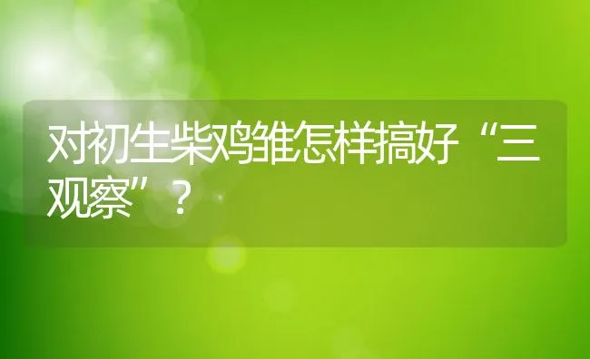 对初生柴鸡雏怎样搞好“三观察”？ | 动物养殖饲料