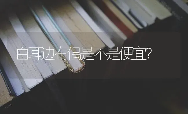 白耳边布偶是不是便宜？ | 动物养殖问答