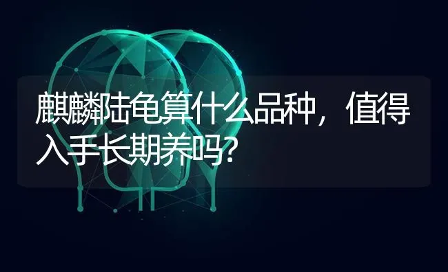 麒麟陆龟算什么品种，值得入手长期养吗？ | 动物养殖问答