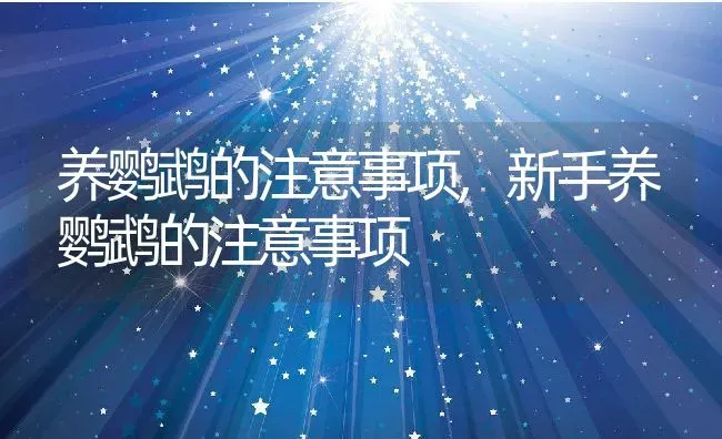 养鹦鹉的注意事项,新手养鹦鹉的注意事项 | 宠物百科知识