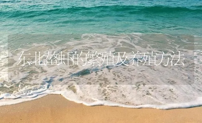 东北螯虾的繁殖及养殖方法 | 海水养殖技术