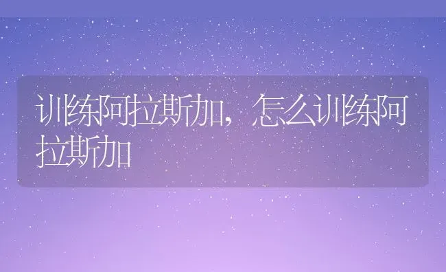 训练阿拉斯加,怎么训练阿拉斯加 | 宠物百科知识