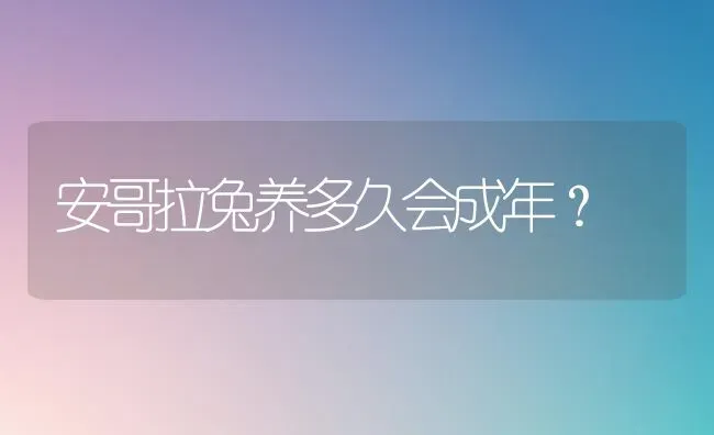 安哥拉兔养多久会成年？ | 动物养殖问答