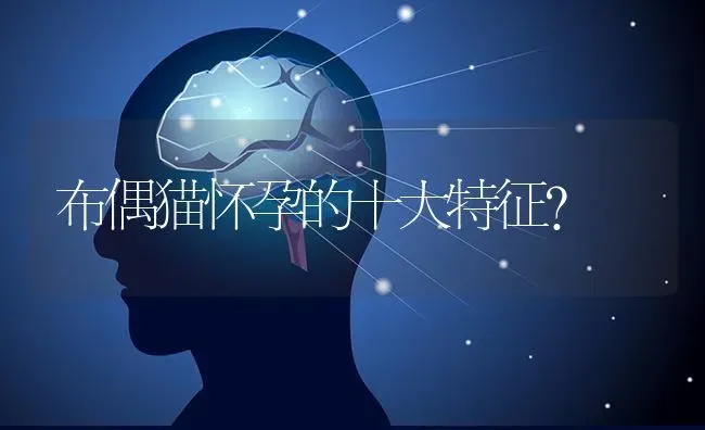 布偶猫怀孕的十大特征？ | 动物养殖问答