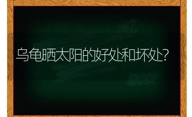 乌龟晒太阳的好处和坏处？ | 动物养殖问答