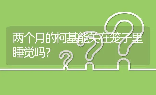 两个月的柯基能关在笼子里睡觉吗？ | 动物养殖问答