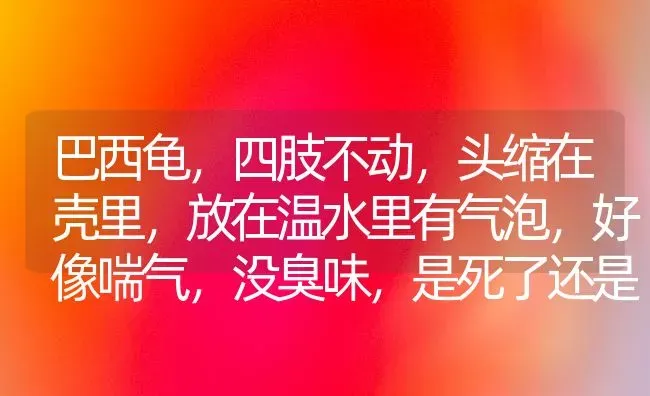 巴西龟，四肢不动，头缩在壳里，放在温水里有气泡，好像喘气，没臭味，是死了还是活着？ | 动物养殖问答