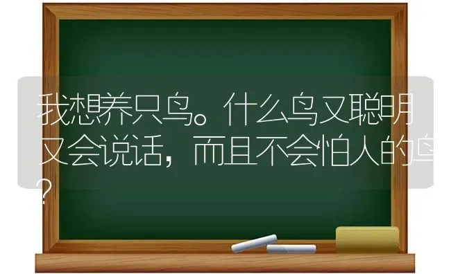 我想养只鸟。什么鸟又聪明又会说话，而且不会怕人的鸟？ | 动物养殖问答