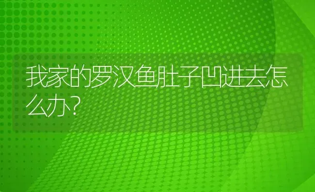 我家的罗汉鱼肚子凹进去怎么办？ | 鱼类宠物饲养