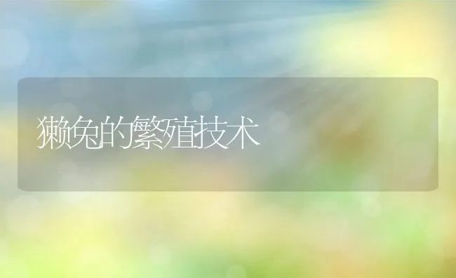 獭兔的繁殖技术 | 动物养殖学堂