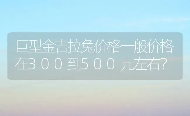 巨型金吉拉兔价格一般价格在300到500元左右？ | 动物养殖问答