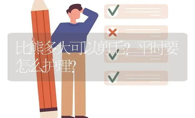 比熊多大可以剪毛？平时要怎么护理？ | 动物养殖问答