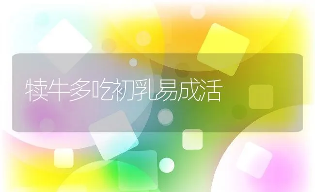 犊牛多吃初乳易成活 | 动物养殖学堂