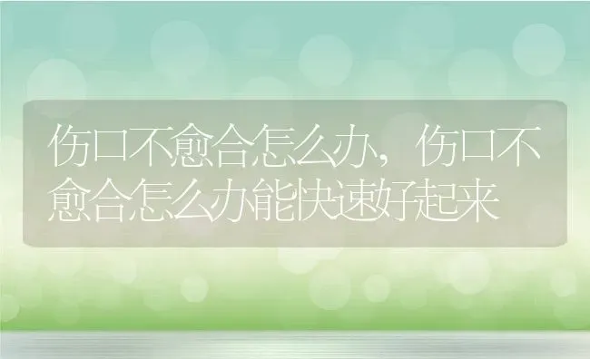 伤口不愈合怎么办,伤口不愈合怎么办能快速好起来 | 宠物百科知识