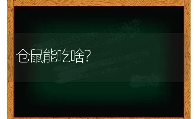 仓鼠能吃啥？ | 动物养殖问答