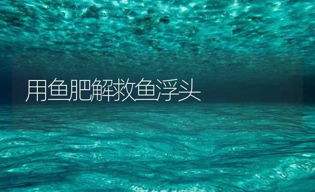 用鱼肥解救鱼浮头 | 海水养殖技术