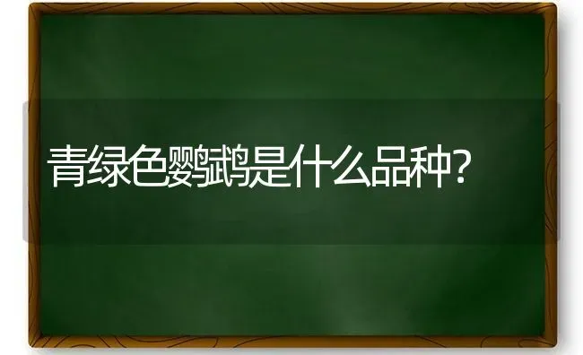 青绿色鹦鹉是什么品种？ | 动物养殖问答