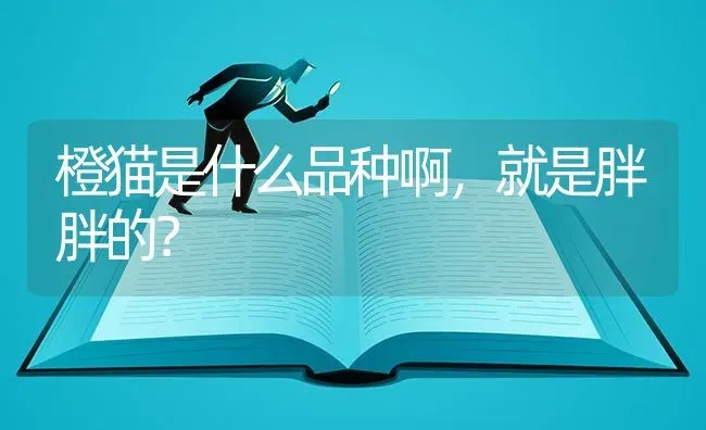 橙猫是什么品种啊，就是胖胖的？ | 动物养殖问答