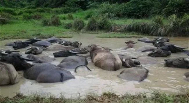 水牛好养吗？养殖50只水牛一年的利润