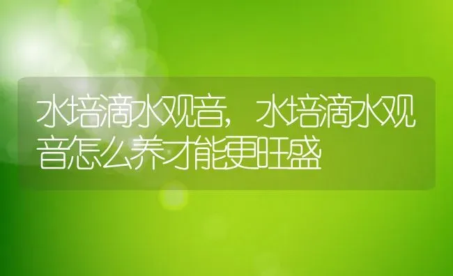 水培滴水观音,水培滴水观音怎么养才能更旺盛 | 宠物百科知识