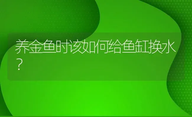 养金鱼时该如何给鱼缸换水？ | 鱼类宠物饲养