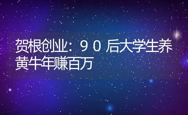 贺根创业：90后大学生养黄牛年赚百万 | 动物养殖教程